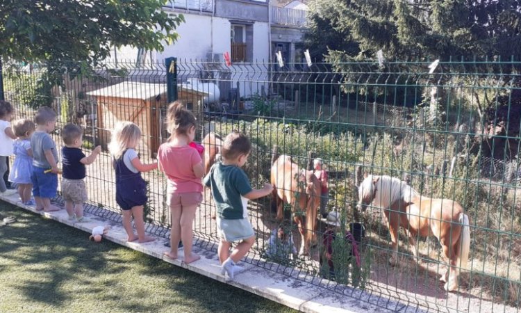 Captivé par la préparation des chevaux